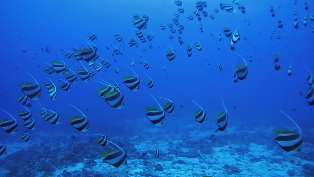 School of Schooling bannerfish (Heniochus diphreutes) in blue water, Indian Ocean, Maldives
