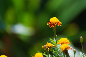 Small yellow flowers on green background. shallow focus.