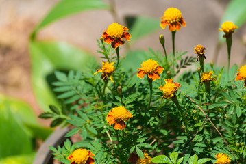 Small yellow flowers on green background. shallow focus.