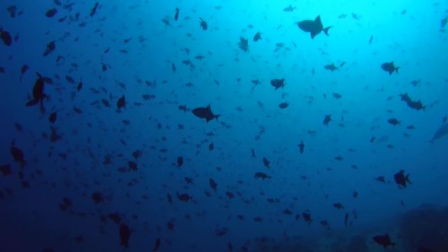 school of fish red-toothed triggerfish (Odonus niger) in blue water, Indian Ocean, Maldives
