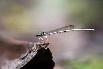 Dragonfly