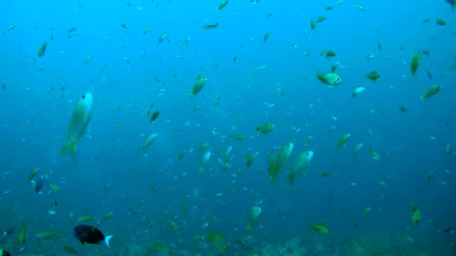 School of tropic fish fussing in blue water, Indian Ocean, Maldives
