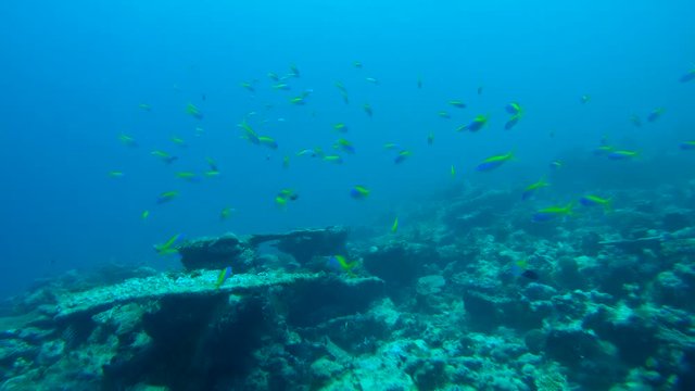 school of fish Yellowback Anthias (Pseudanthias evansi) float in blue water over a coral reef, Indian Ocean, Maldives
