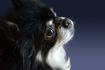 Long Haired Chihuahua