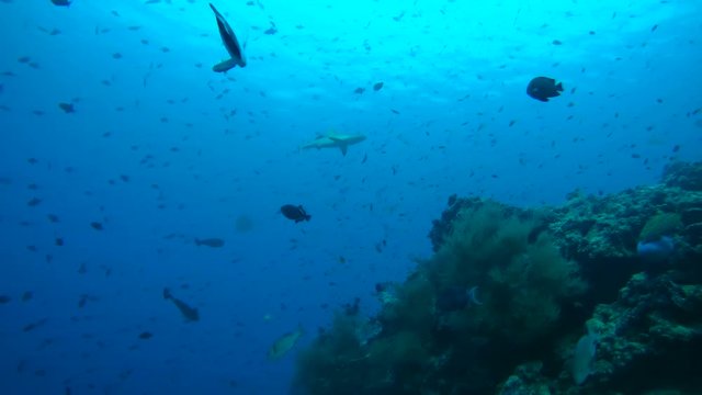 school of fish Gray reef shark (Carcharhinus amblyrhynchos) and red-toothed triggerfish (Odonus niger) in blue water near coral reef, Indian Ocean, Maldives
