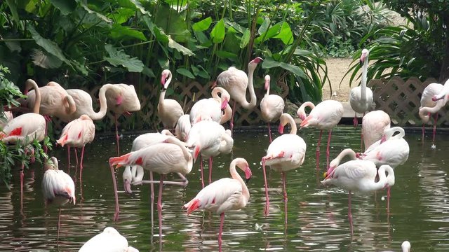 4K Pink Flamingos in the Lake