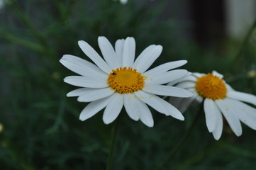 flor blanca