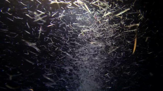 school of small fish hunts at night on zooplankton, night  diving, Indian Ocean, Maldives
