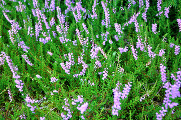 Obraz premium Heather flower in forest