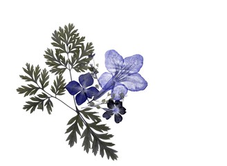 Beautiful blue and grey colored natural meadow pressed flowers isolated element