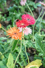 Gerbera flowers with drop in garden