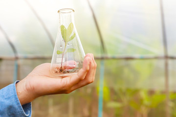 Man biologist pouring liquid from test tube in greenhouse. Agriculture concept.