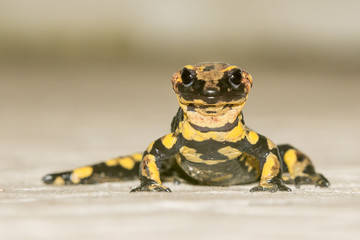 salamandra