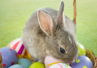 Rabbit with eggs on the basket.