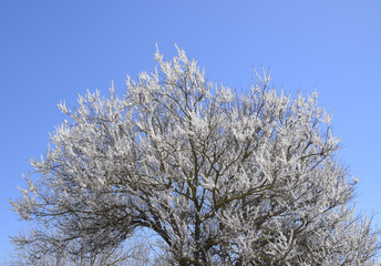 Spring flowering trees. Pollination of flowers of apricot. Bloom
