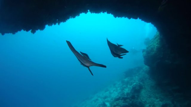 Two Teira Batfish  (Platax teira) swims in the grotto under the ceiling, Indian Ocean, Maldives
