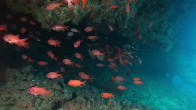  school of fish Pinecone Soldierfish (Myripristis parvidens) swims in the cave, Indian Ocean, Maldives
