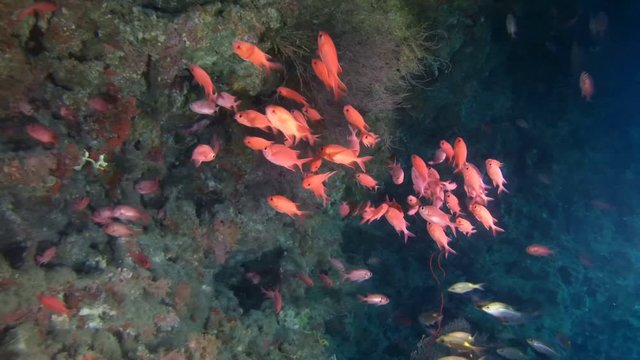 school of fish Pinecone Soldierfish (Myripristis parvidens) swims in the cave, Indian Ocean, Maldives
