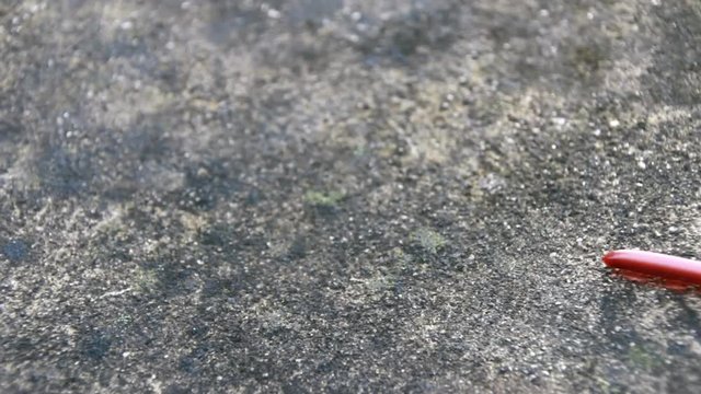 centipede crawling on the ground
