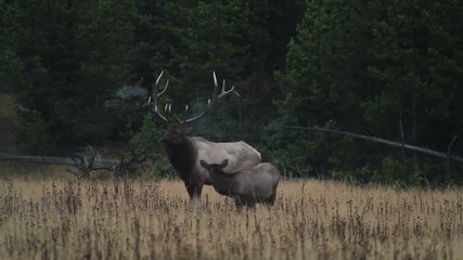 Bull Elk Bugling