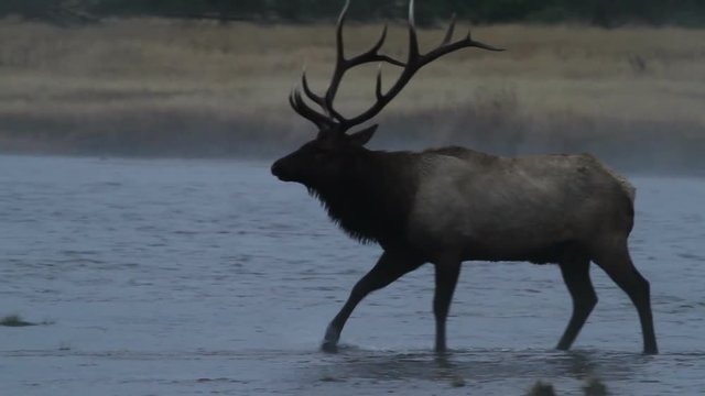 Bull Elk Limping