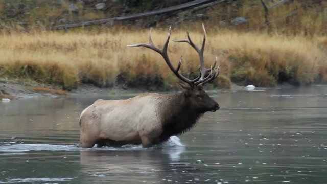 Bull Elk Crossing River