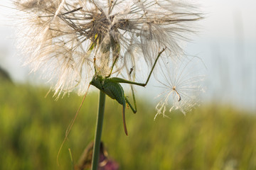 Green locusts are sitting on large dandelion in the Crimea