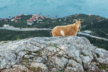Female mountain goat on the top of mountain Ilyas Kaya in Crimea