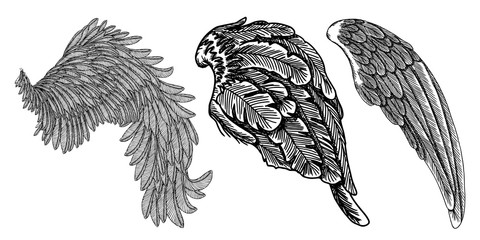 Wings set. Hand drawn detailed bird wings collection. Vector.