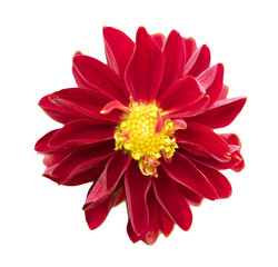 red chrysanthemum isolated on white background