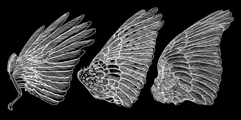 Hand drawn illustration of bird wings. Card, poster, t-shirt, smart phone, CD print design. Vector set.
