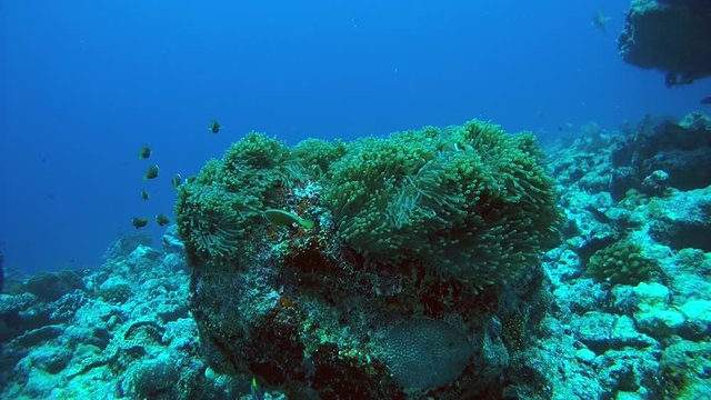 Scool of fish Maldive anemonefish (Amphiprion nigripes) float in the current above the anemone, Indian Ocean, Maldives

