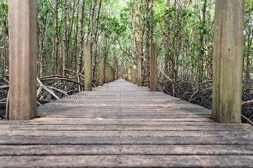 Wood walkway in mangrove forest