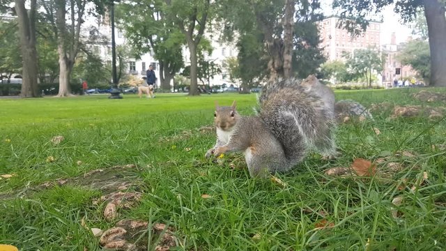 Close up wild chipmunk looking for more food after he had finished the nut