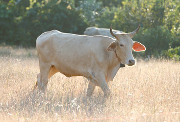 The cow is eating grass in the meadow