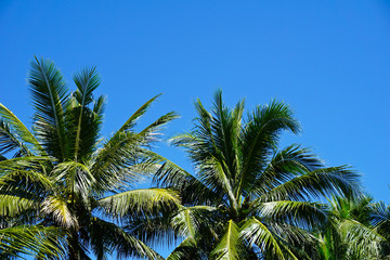 Fototapeta na wymiar coconut palm tree on blue sky