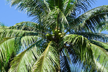Coconut tree