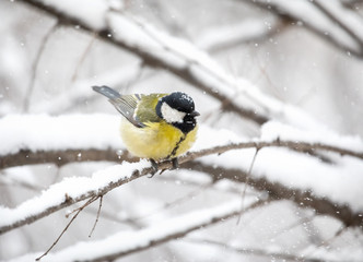 Great tit at winter forest