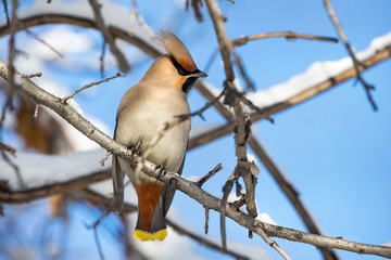 Waxwing at the tree