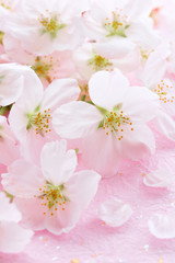 桜の花　ピンクの和紙背景