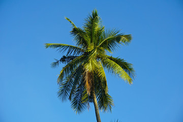 Obraz na płótnie Canvas branch palm leaf trees on the cloud blue sky with beautiful sunset background