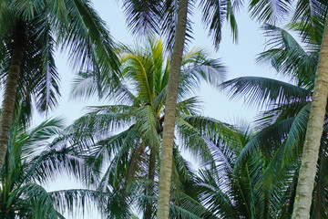 Fototapeta na wymiar Coconut tree is a tall green tree brown.