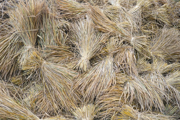 straw, dry straw, straw background texture.