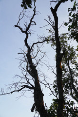 dead branch tree with the blue sky and cloud. high contrast style photo