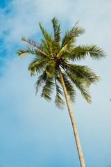 Obraz premium coconut leaves on blue sky background