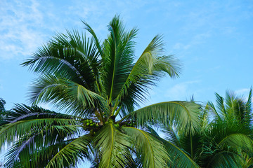 Fototapeta premium image of coconut tree on day time and clear blue sky.