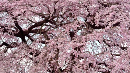Pink blossoms of old weeping cherry tree in japanese spring 