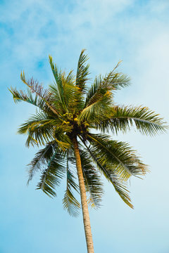 coconut leaves on blue sky background