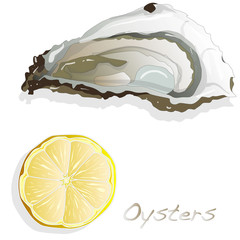 Fresh oyster on white background