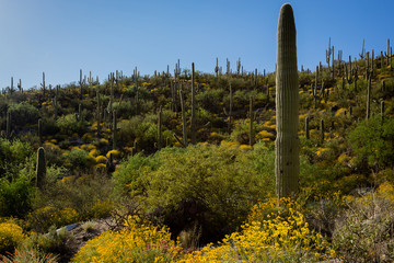 Sonoran Desert hillsides explode with colorful wild flowers.